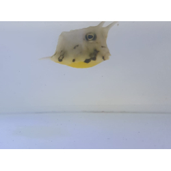 Lactoria cornuta M